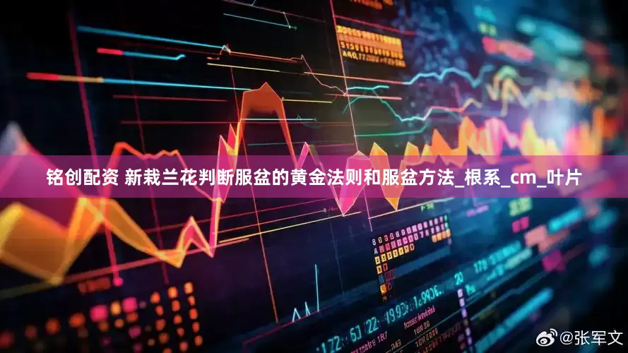 铭创配资 新栽兰花判断服盆的黄金法则和服盆方法_根系_cm_叶片